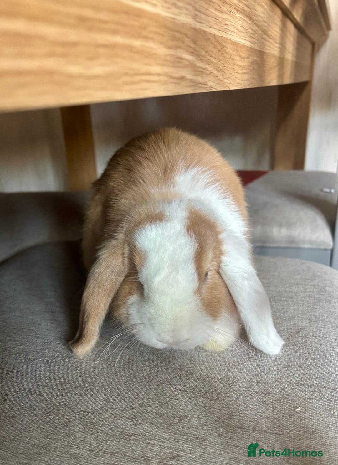 Mini Lop rabbits for sale: Gorgeous mini lop girl  - Image 2