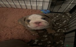 Mixed Breed dogs for sale: ✨ CHARLIE’S ANGELS – BULLDOG GIRLS ✨ - Image 4