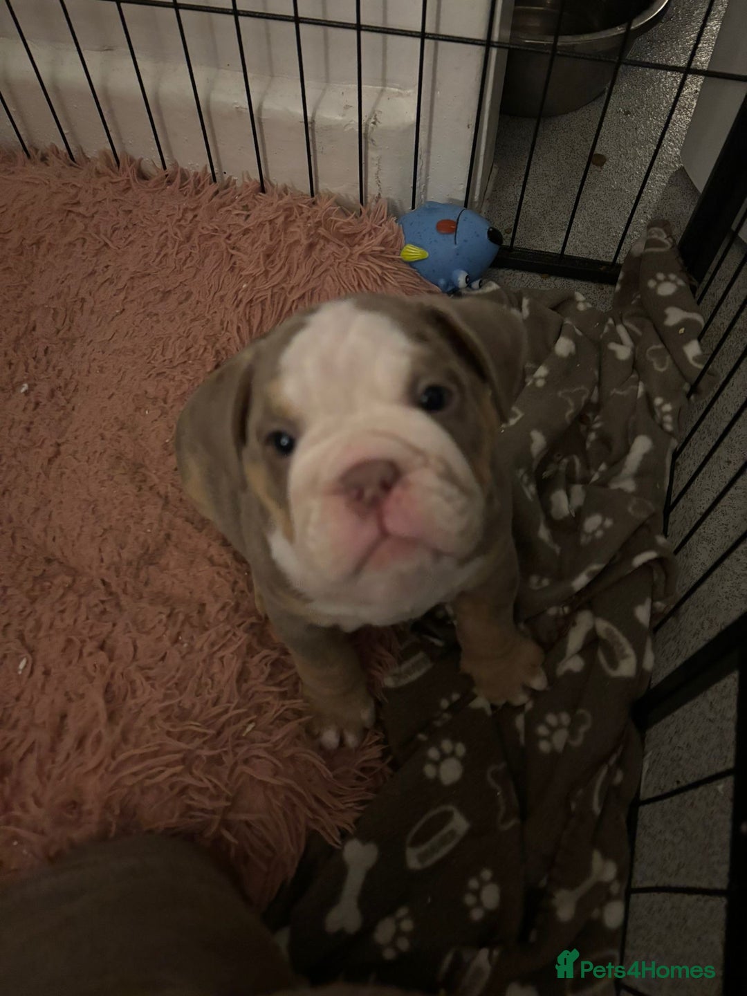 Mixed Breed dogs for sale: ✨ CHARLIE’S ANGELS – BULLDOG GIRLS ✨ - Image 4