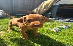 Hungarian Vizsla dogs for sale: Fantastic KC Hungarian Vizsla Puppies! in Rugby - Image 6