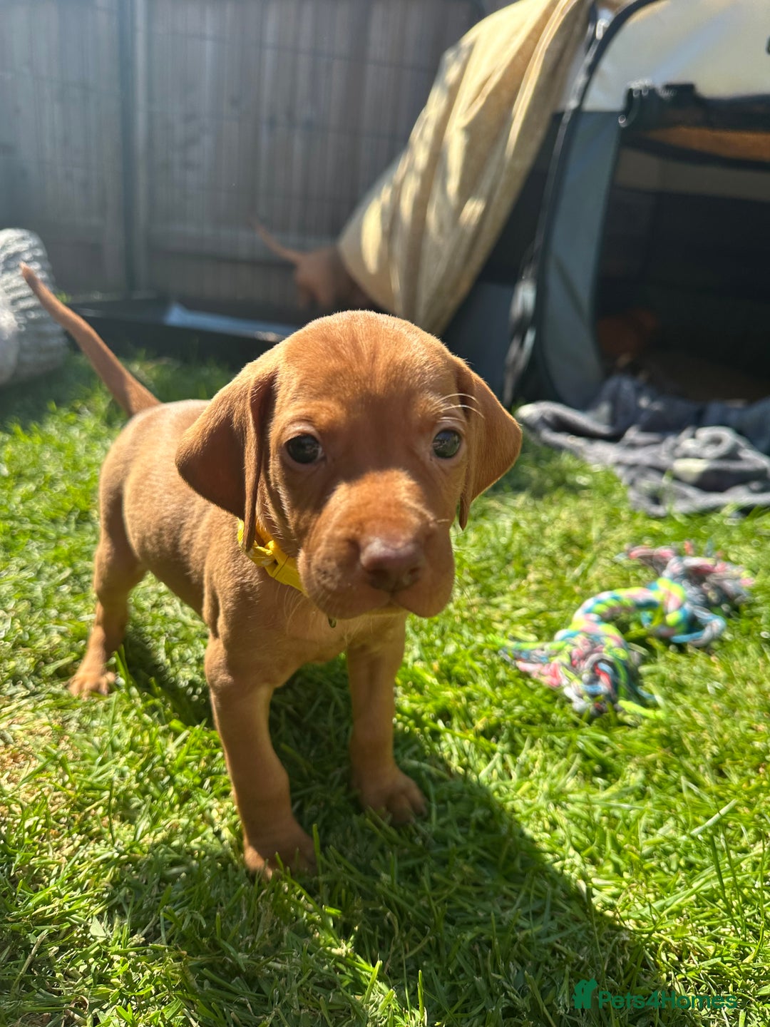 Hungarian Vizsla dogs for sale: Fantastic KC Hungarian Vizsla Puppies! in Rugby - Image 6