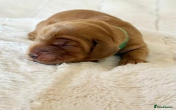Cocker Spaniel dogs for sale: KC Reg Fully Health Tested Showline Cocker Spaniel - Image 2