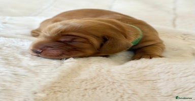 Cocker Spaniel dogs - Advert 16