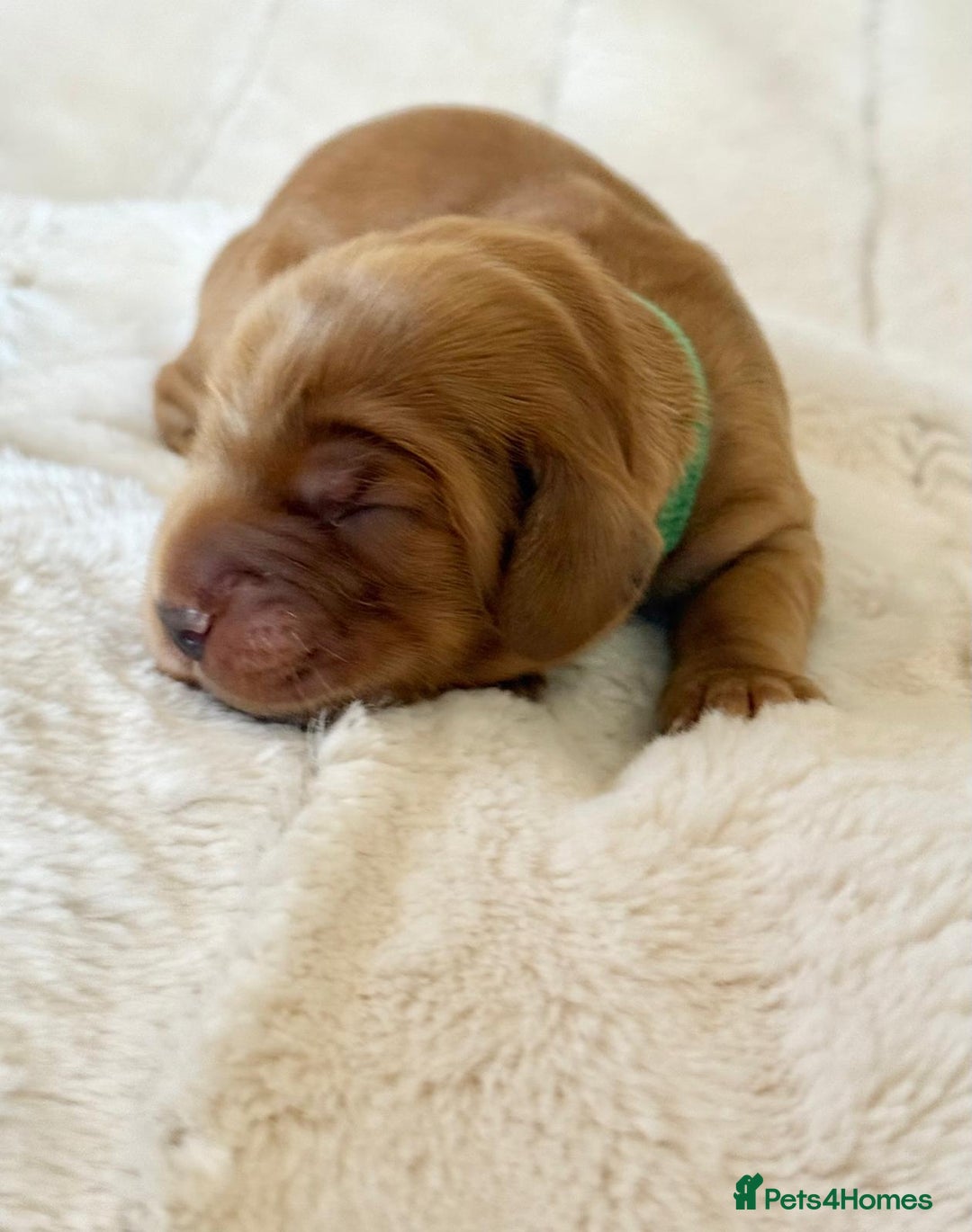 Cocker Spaniel dogs for sale: KC Reg Fully Health Tested Showline Cocker Spaniel - Image 2