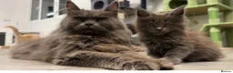 Maine Coon cats for sale: Riverbrue cattery (Active available) - Advert 2