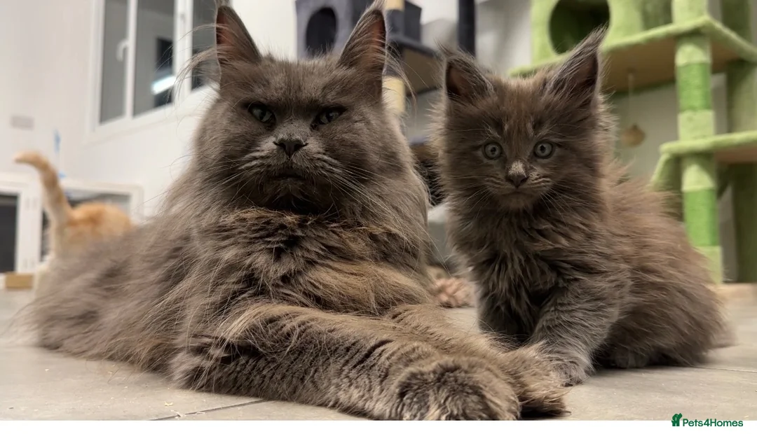 Maine Coon cats for sale: Riverbrue cattery (Active available) - Advert 2