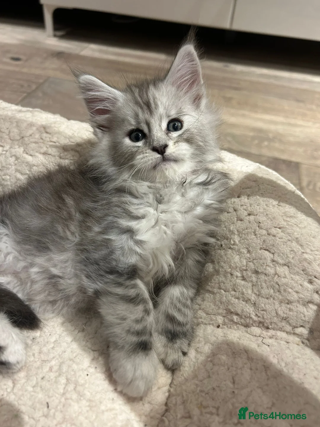 Maine Coon cats for stud: TICA ACTIVE MAINE COON STUD - Advert 15