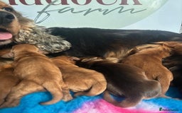 Cockapoo dogs for sale: ✨ Superb F1 Cockapoo pups ✨ - Image 6