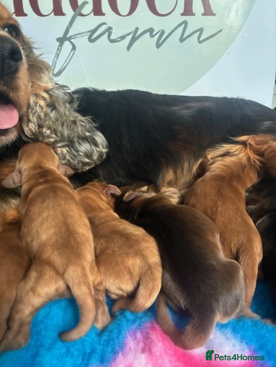 Cockapoo dogs for sale: ✨ Superb F1 Cockapoo pups ✨ - Image 6