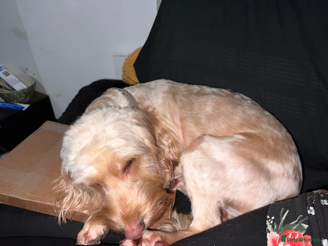 Cockapoo dogs for sale: Male Cockapoo - Advert 1