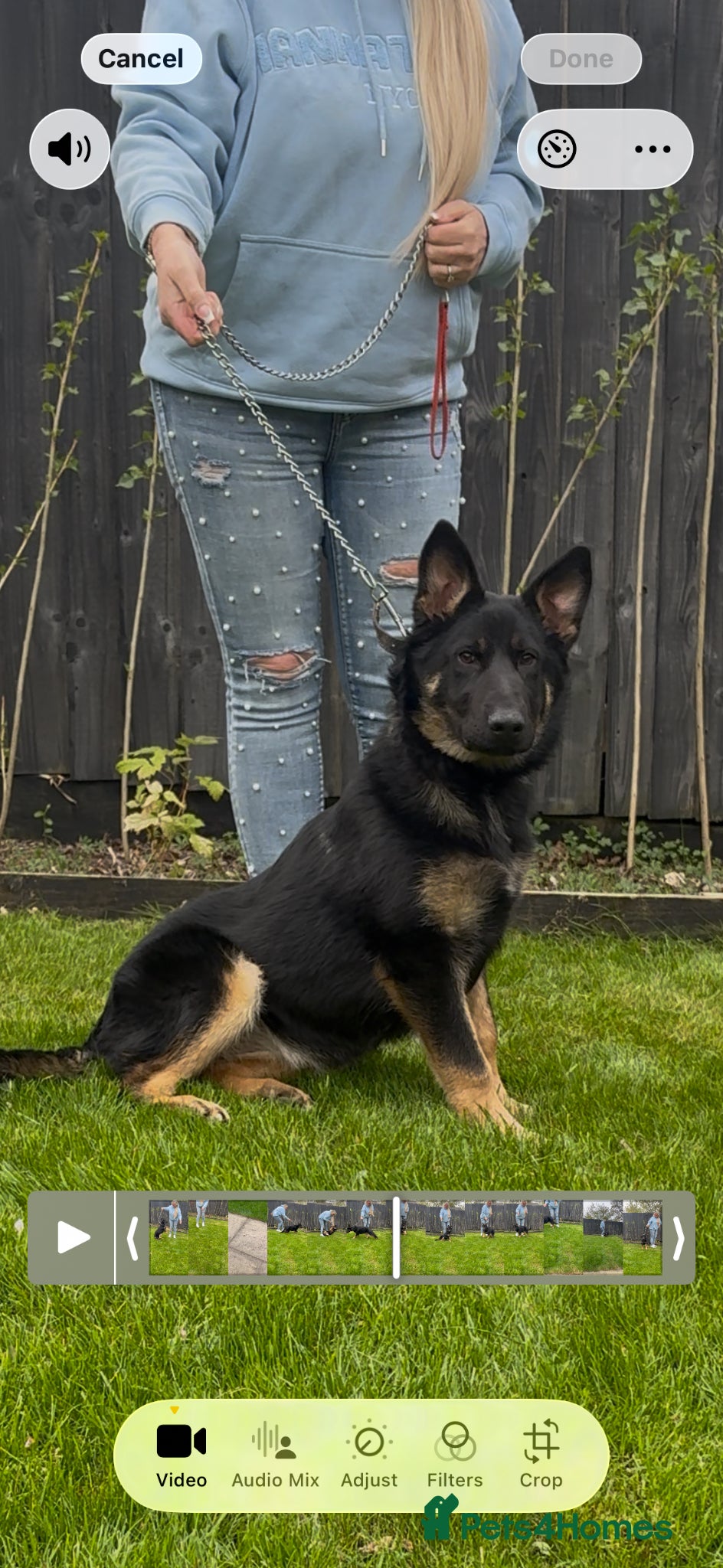 Belgian Shepherd Dog dogs Belgium Shepherd - Advert 1