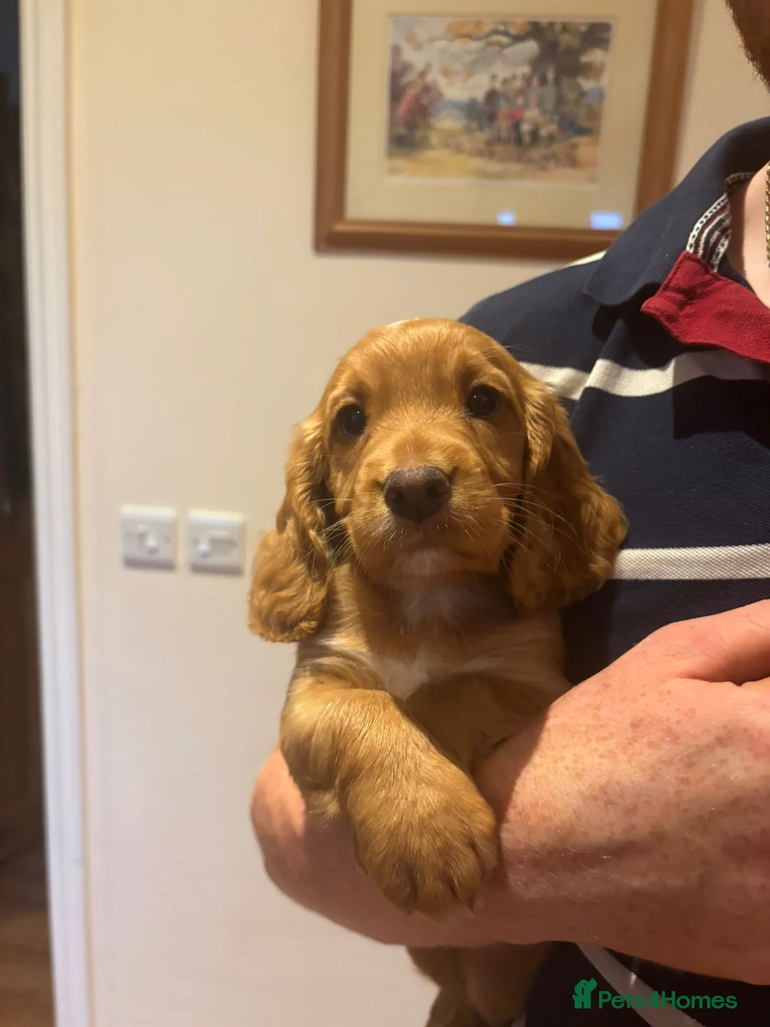 Cocker Spaniel dogs for sale: Lovley golden kc cocker bitch pup  - Advert 1