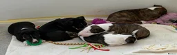 English Bull Terrier dogs for sale: Stunning English bull terrier puppies  - Advert 11