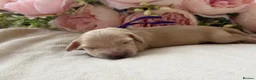Miniature Dachshund dogs for sale: Cream long haired mini dachshund  in Maidstone - Advert 6