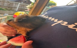 Guinea Pig rodents for sale: 2 male guinea pigs  - Image 9