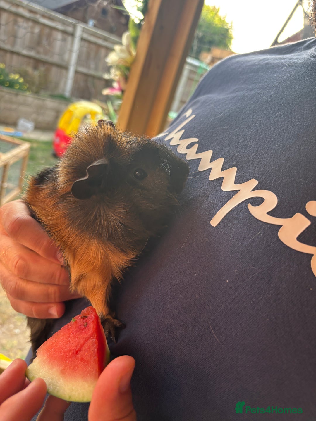 Guinea Pig rodents for sale: 2 male guinea pigs  - Image 9