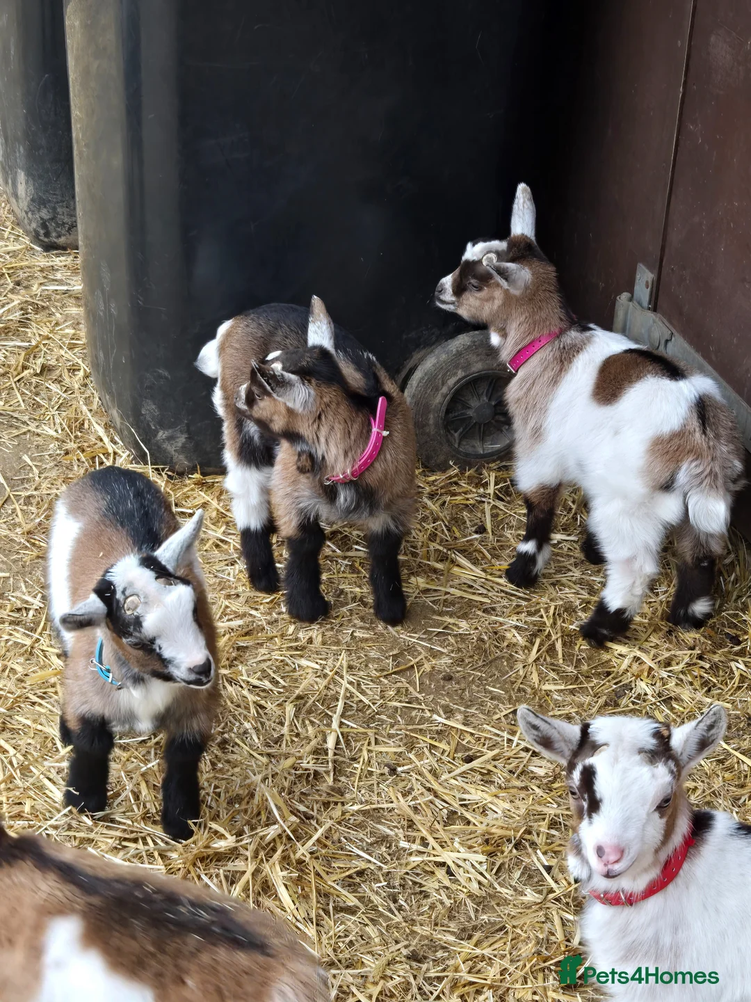 Goats livestock for sale: Very Cute DISBUDDED Pygmy Goat Kids - Advert 1
