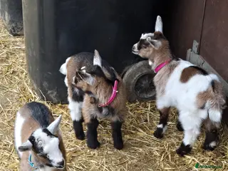 Goats livestock for sale: Very Cute DISBUDDED Pygmy Goat Kids - Advert 1