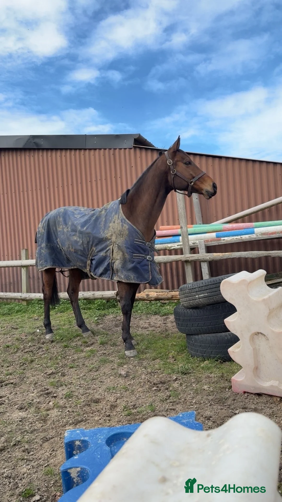 Irish Thoroughbred horses for sale: Safe all rounder  in Crawley - Advert 19