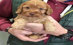Cockapoo dogs for sale: 5* Miniature F1b Cockapoo Puppies - Advert 30