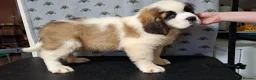 Saint Bernard dogs for sale: Show Quality Saint Bernard's  - Advert 5