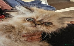 Persian cats for sale: Persian girl kitten  - Image 5