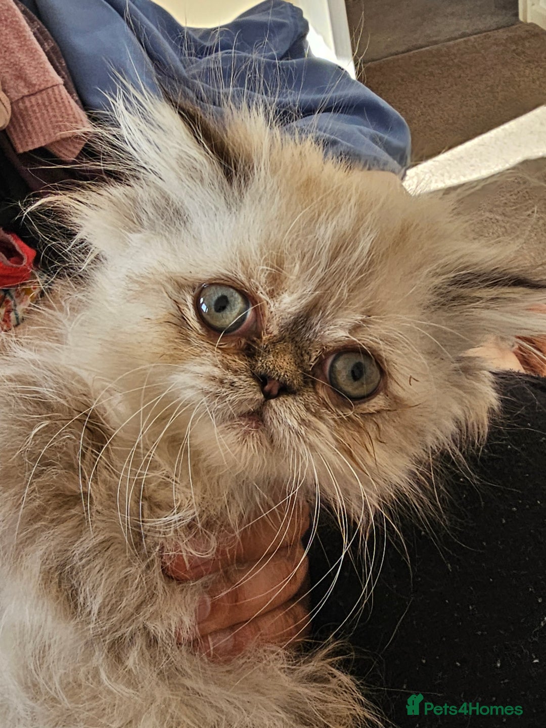 Persian cats for sale: Persian girl kitten  - Image 5