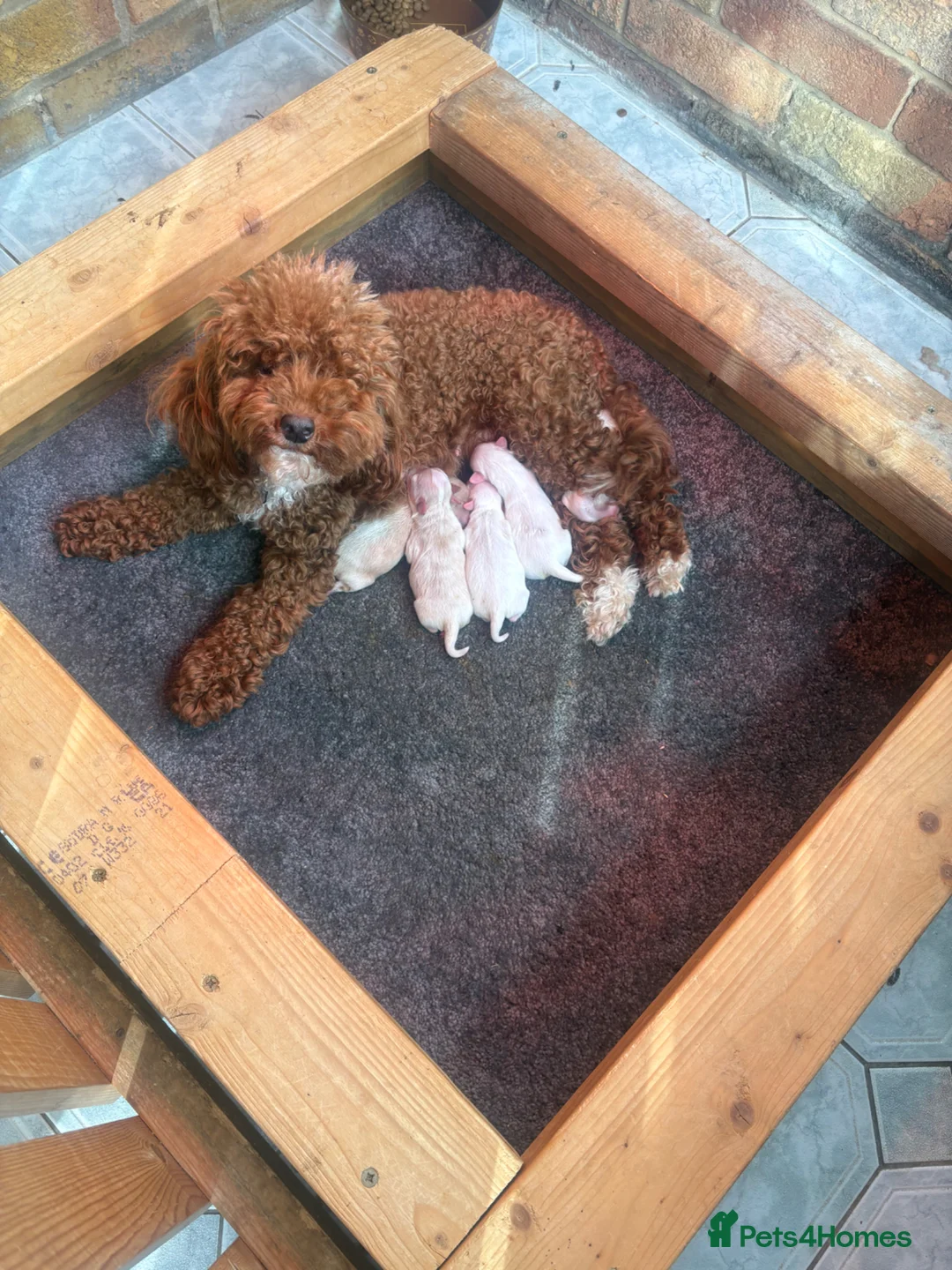 Maltipoo dogs for sale: Maltipoo puppies  - Advert 22
