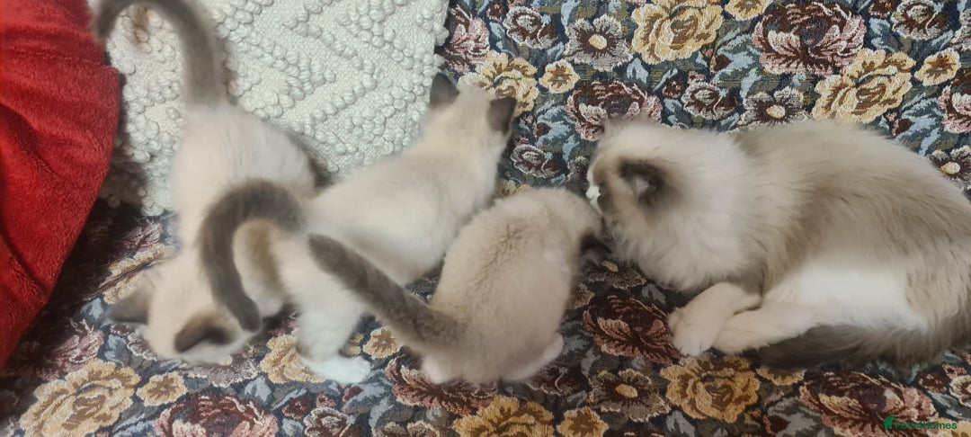 Ragdoll cats for sale: 3 Adorable ragdoll kittens for sale - Advert 1