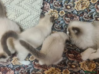 Ragdoll cats 3 Adorable ragdoll kittens for sale - Advert 13