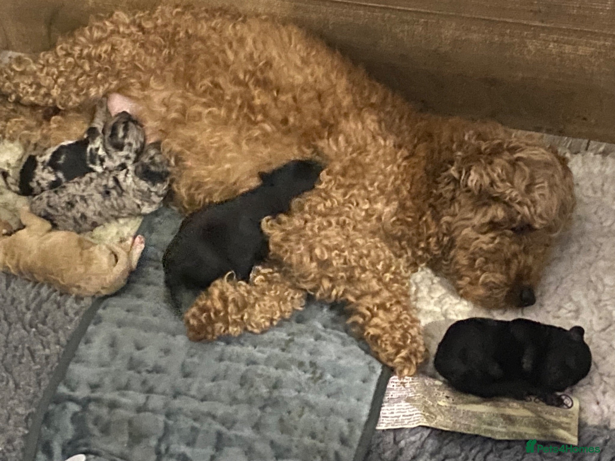 Mixed Breed dogs Beautiful Covapoo pups for sale - Advert 16