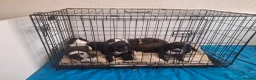 Mixed Breed dogs for sale: Kelpie cross spaniel pups - Advert 10