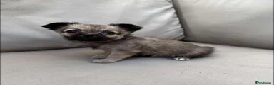 Pomchi Puppy 1