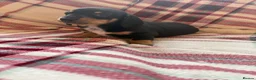 Dachshund dogs for sale: Quality Dachunds - Advert 24