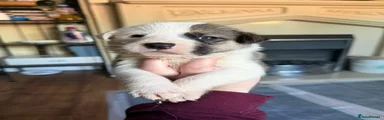 Mixed Breed Puppy 6