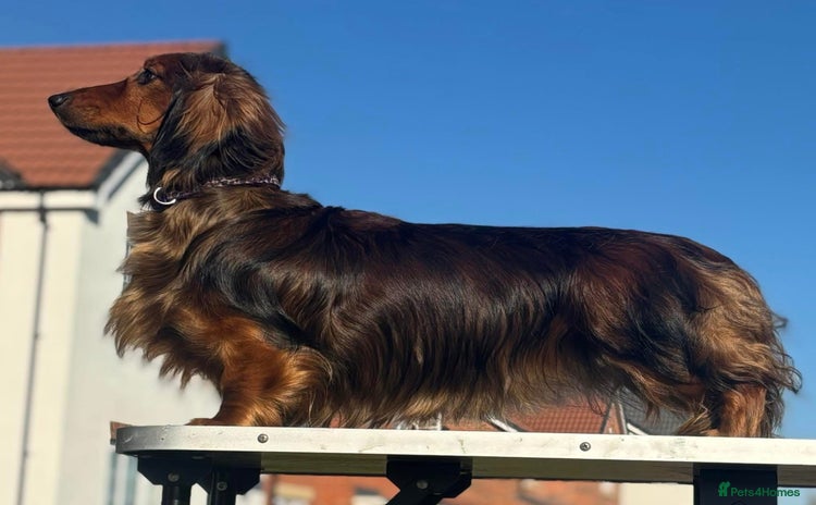 Dachshund dogs Standard long haired dachshunds  - Advert 1