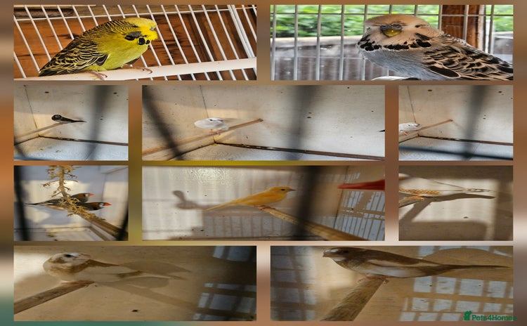 Finches birds - Advert 1