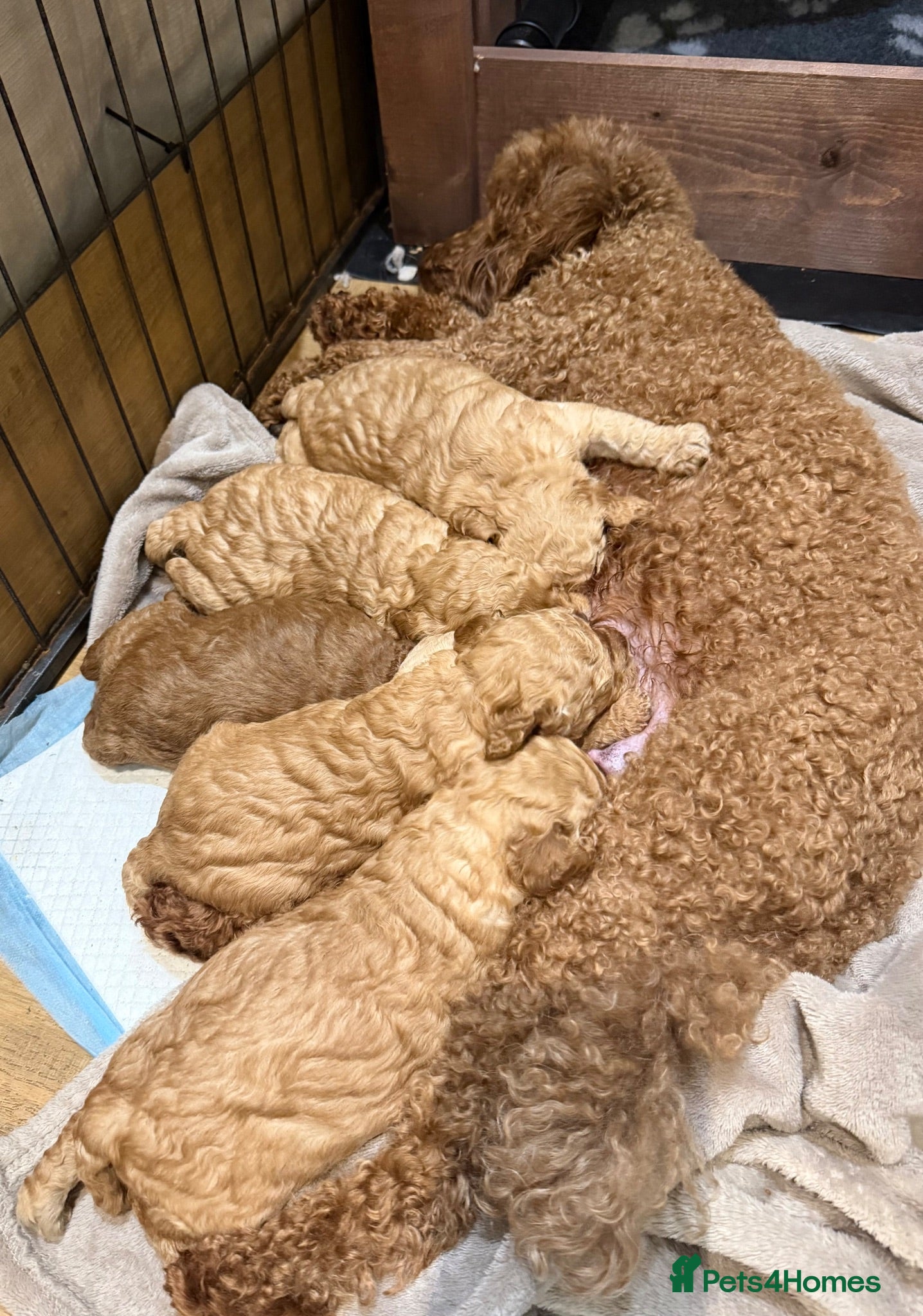 Miniature Poodle dogs DNA health tested miniature poodles - Advert 2