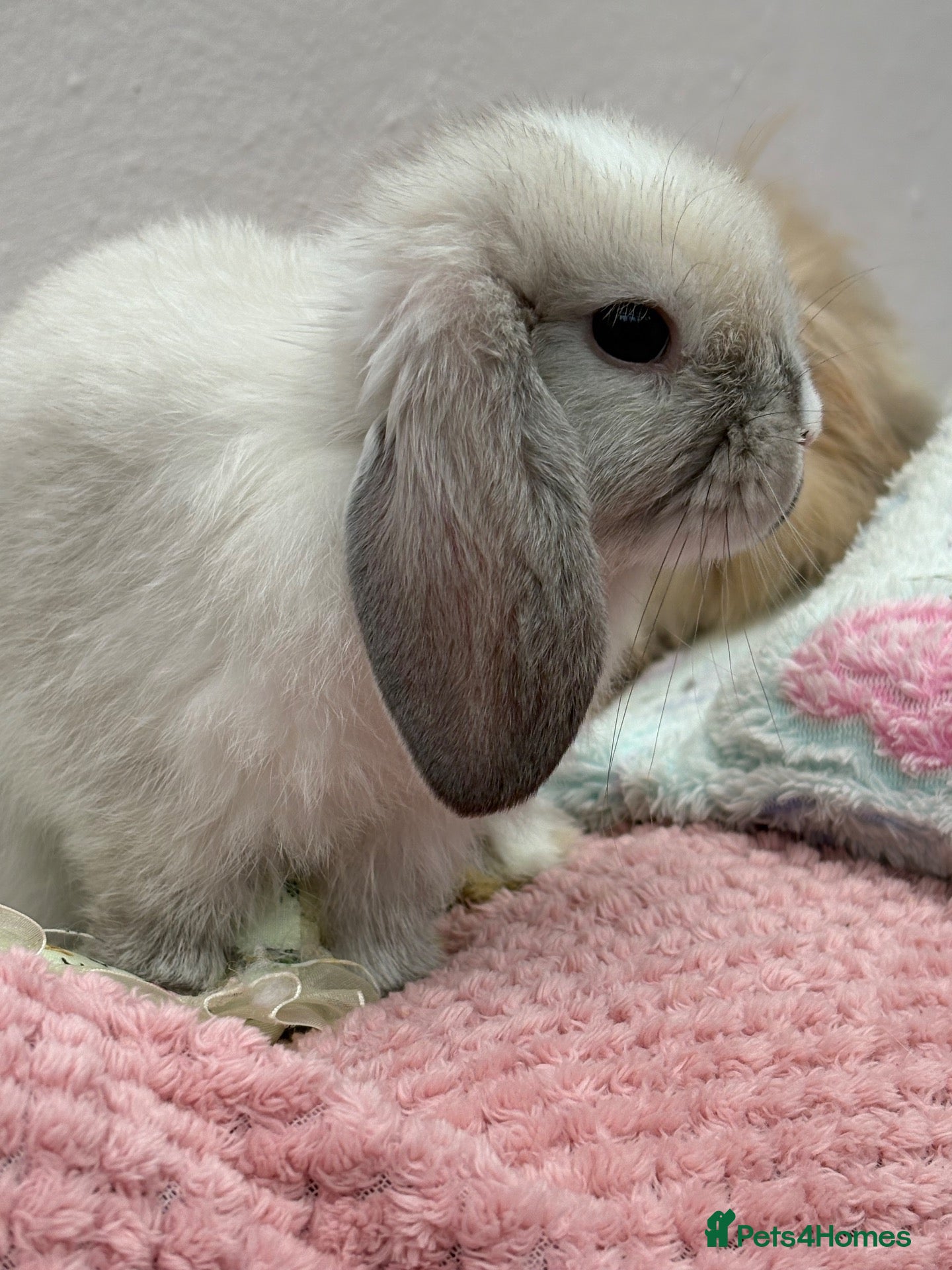 Mini Lop rabbits Mini lops-vaccinated-raised indoors  - Advert 2