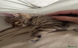 Mixed Breed cats for sale: Bengal x British short Hair kitten - Image 3