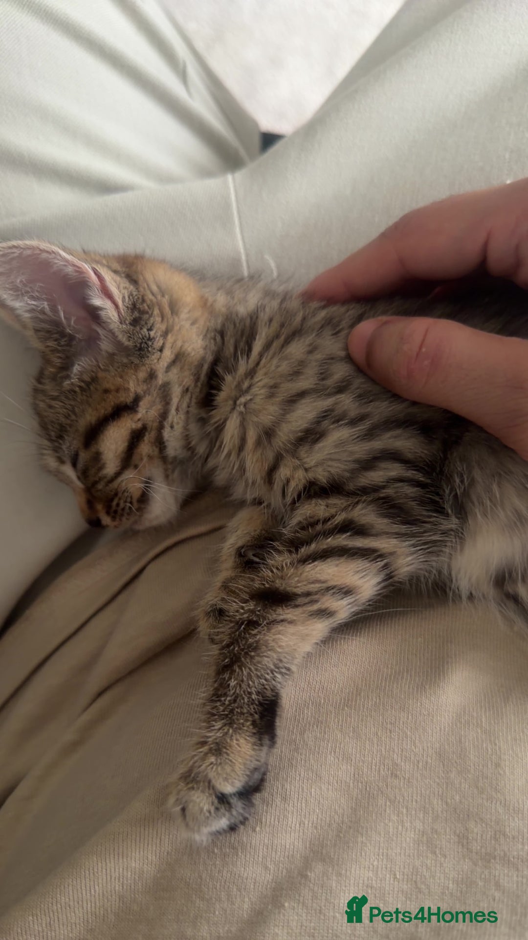 Mixed Breed cats for sale: Bengal x British short Hair kitten - Image 3