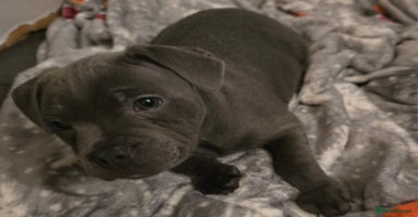 Staffordshire Bull Terrier dogs - Advert 3