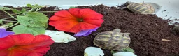 Hermann Tortoise reptiles for sale: Baby Hermanns tortoises available. Setups also ava - Advert 7