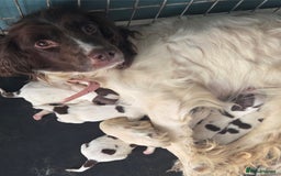 English Springer Spaniel dogs for sale: Springer pups - Image 7