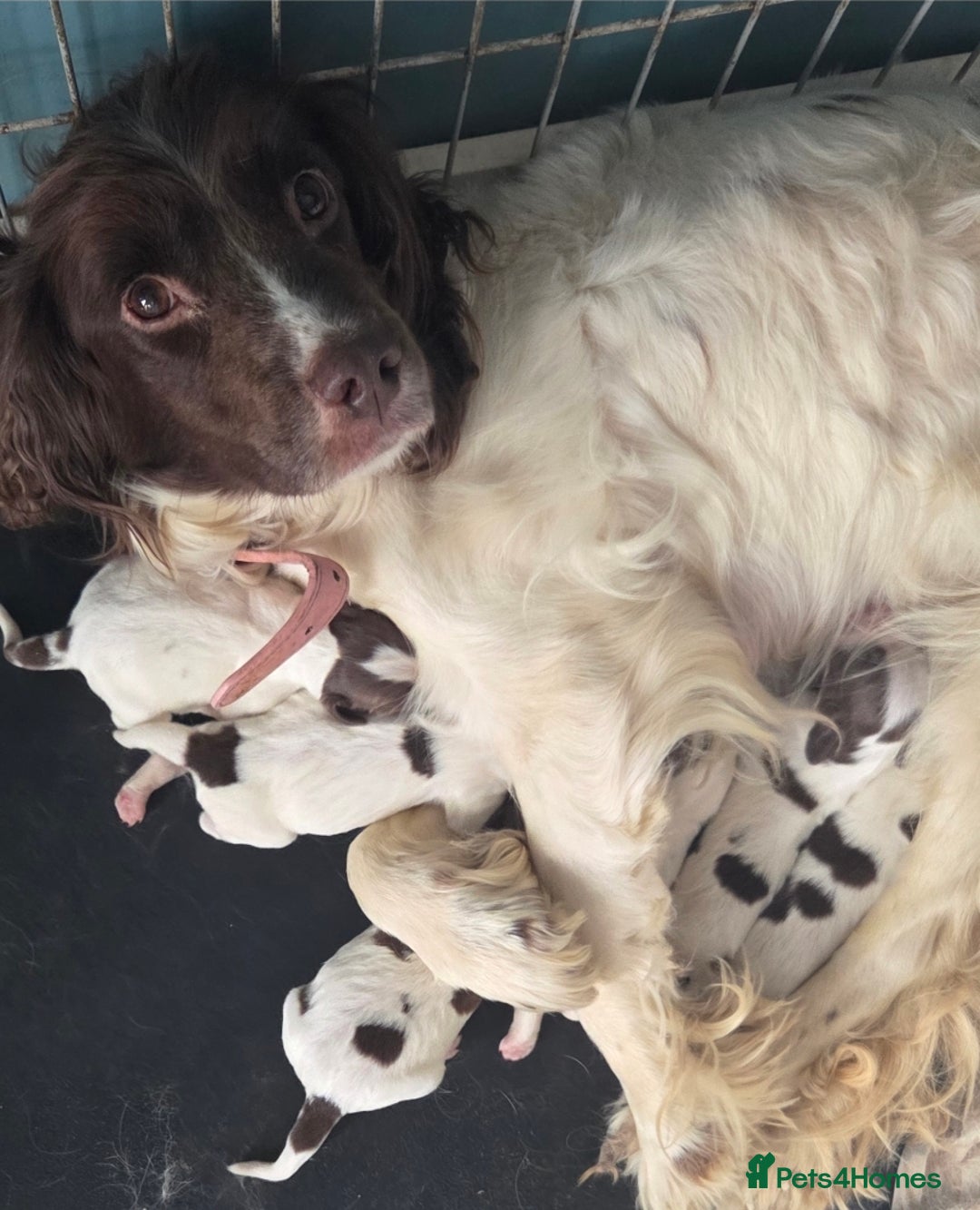 English Springer Spaniel dogs for sale: Springer pups - Image 7