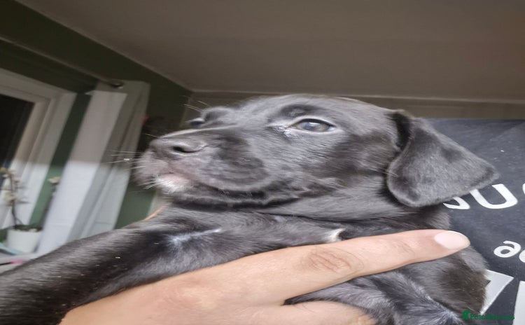 Mixed Breed dogs - Advert 4