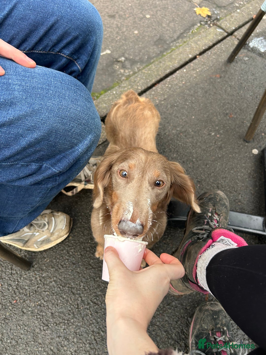 Dachshund dogs for sale: Dachshund for sale - Advert 2