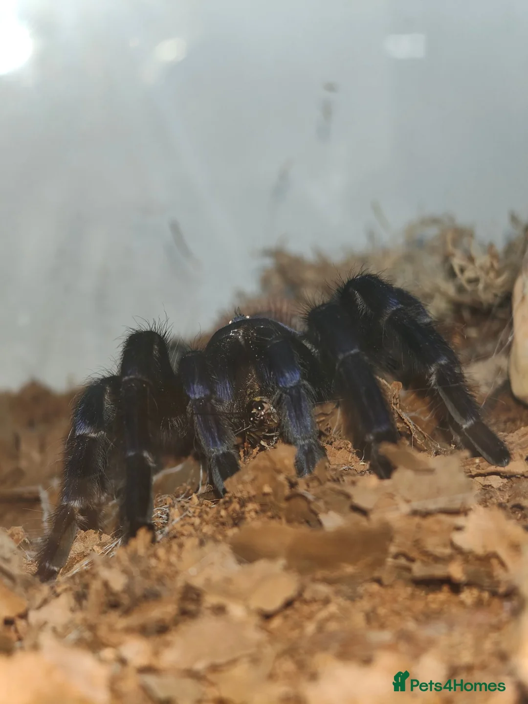 Tarantulas invertebrates for sale: Brazilian blue FEMALE 3 years old in Eastleigh - Advert 2