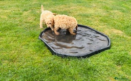 Cockapoo dogs for sale: 6 beautiful champagne and gold 🐶  - Image 6