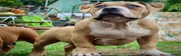 American Bully dogs for sale: Real American Pocket Bully’s  - Advert 14